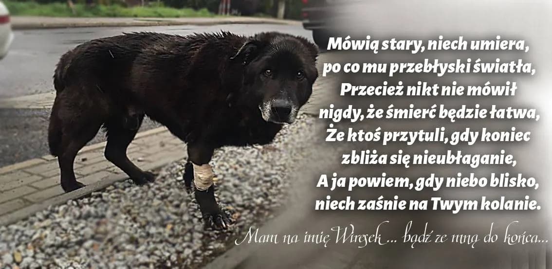 Tęczowy most: Wzruszające cytaty o psach, które odeszły Tęczowy most: Wzruszające cytaty o psach, które odeszły