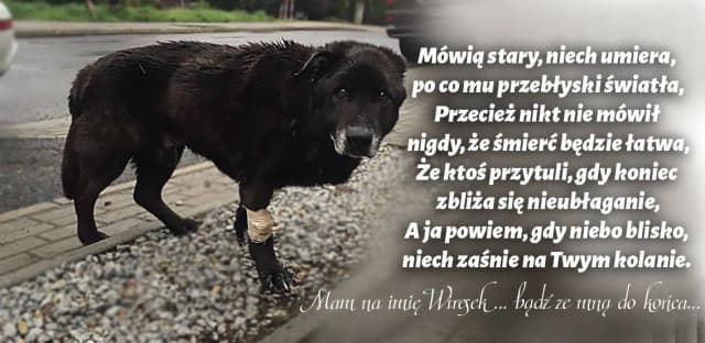 Tęczowy most: Wzruszające cytaty o psach, które odeszły Tęczowy most: Wzruszające cytaty o psach, które odeszły
