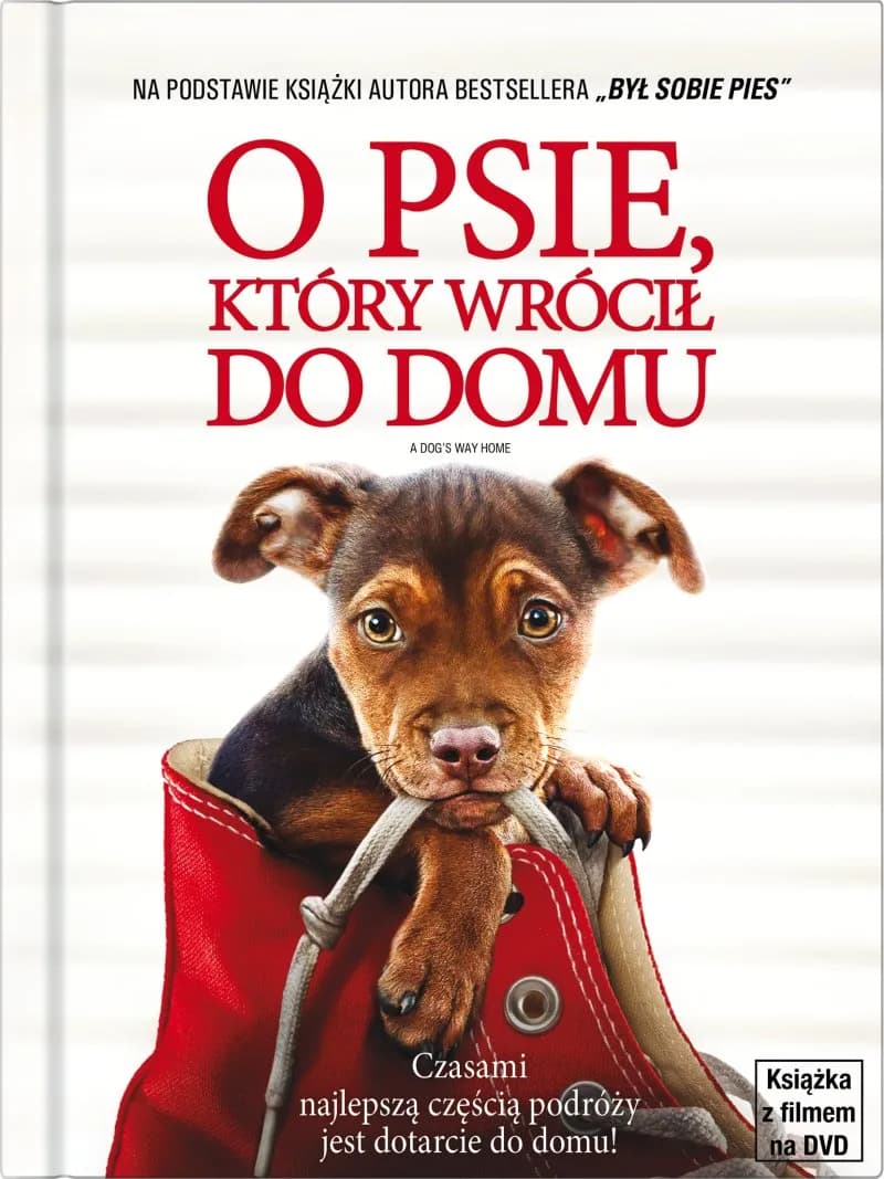 O psie który wrócił do domu książka – wzruszająca historia psa O psie który wrócił do domu książka – wzruszająca historia psa