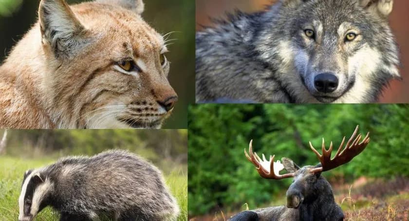Łoś jako symbol Kampinoskiego Parku Narodowego i jego wyjątkowe znaczenie Łoś jako symbol Kampinoskiego Parku Narodowego i jego wyjątkowe znaczenie